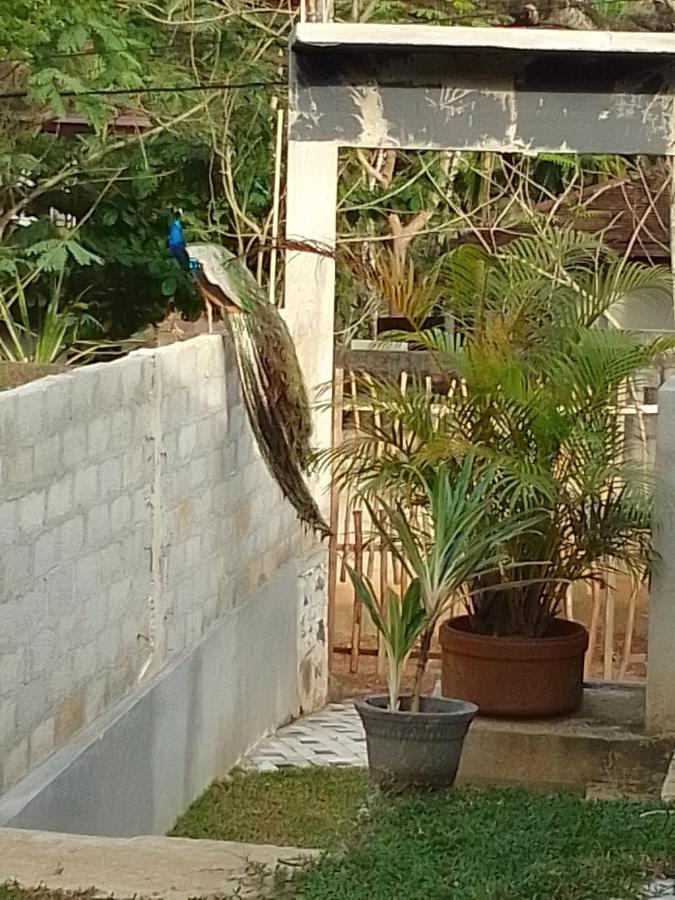 Bed and Breakfast Peacock Garden Tangalle Exterior foto