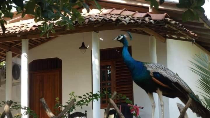 Bed and Breakfast Peacock Garden Tangalle Exterior foto