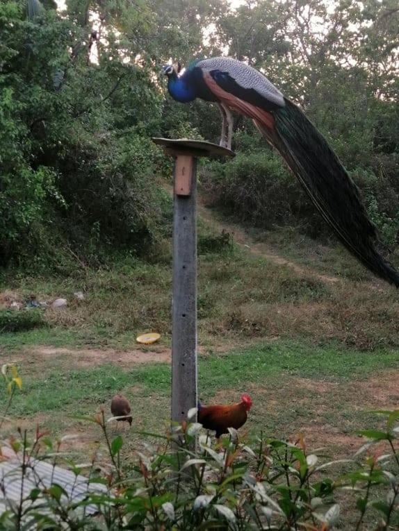 Bed and Breakfast Peacock Garden Tangalle Exterior foto